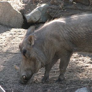 African Outpost - Southern Warthog