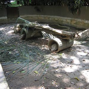 enclosure for Malayan porcupines (Hystrix brachyura)