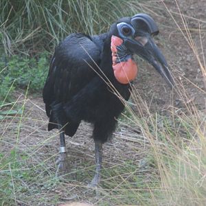 African Outpost - Abyssinian Ground Hornbill