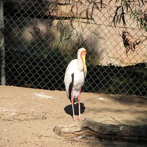 African Outpost - Yellow-Billed Stork