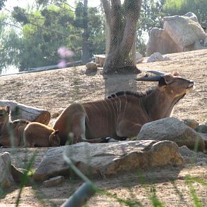 African Woods - Eastern Giant Eland
