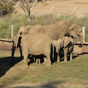 Elephant Valley - South African Bush Elephant