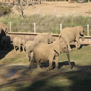 Elephant Valley - South African Bush Elephant