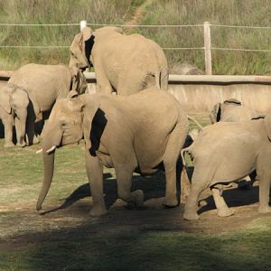 Elephant Valley - South African Bush Elephant
