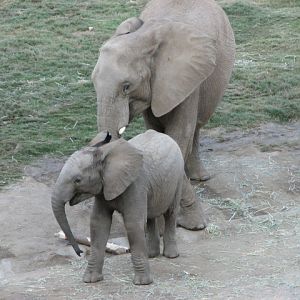Elephant Valley - South African Bush Elephant