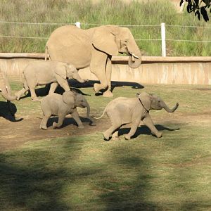 Elephant Valley - South African Bush Elephant
