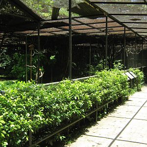 interior of the walk-through passerine aviary