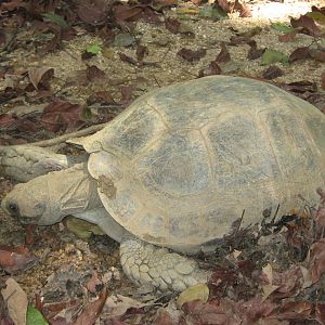Burmese brown tortoise (Manouria emys)