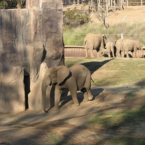 Elephant Valley - South African Bush Elephant