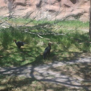 Ground HornBills at Oregon Zoo