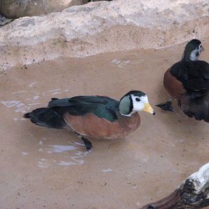 Hidden Jungle - African Pygmy Goose