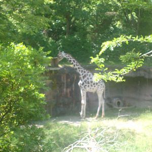 Giraffe at Oregon Zoo