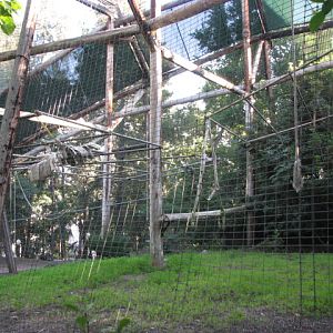 African Woods - Buff Cheeked Gibbon Exhibit