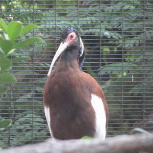 African Woods - Madagascar Crested Ibis