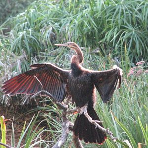 Nairobi Village - African Darter