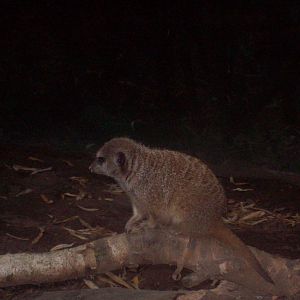 Meerkat at Oregon Zoo