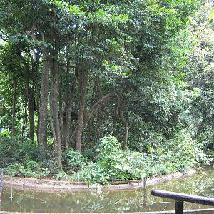 island for black spider monkeys