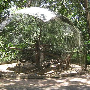 black-capped capuchin cage