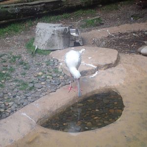 SpoonBill at Oregon Zoo