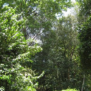 white-handed gibbon island