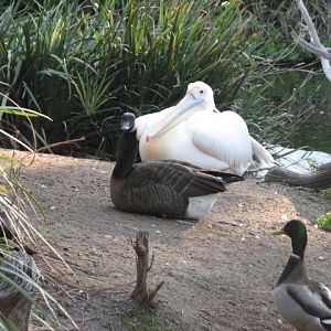 Nairobi Village - Eastern White Pelican and Dusky Canada Goose