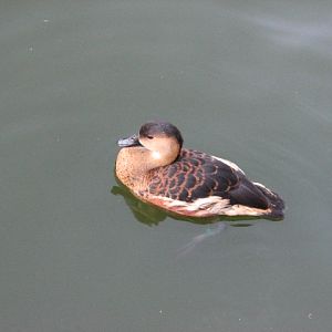 Nairobi Village - Wandering Whistling Duck