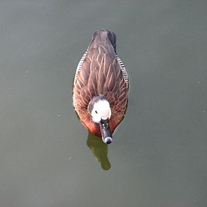 Nairobi Village - White-Faced Whistling Duck