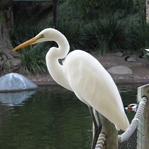 Nairobi Village - American Great Egret (Wild)