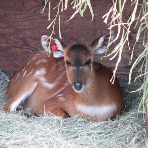 Nairobi Village - East African Sitatunga