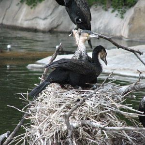 Nairobi Village - White-Breasted Cormorant