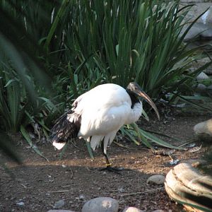 Nairobi Village - Sacred Ibis