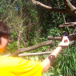 Lorikeet at Oregon Zoo