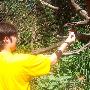 Lorikeet at Oregon Zoo