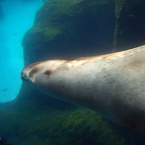 Sea Lion at Oregon Zoo