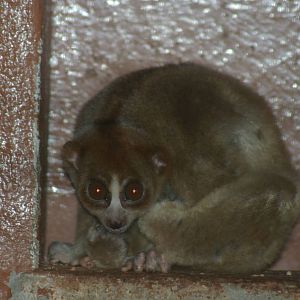 slow loris (Nycticebus coucang)
