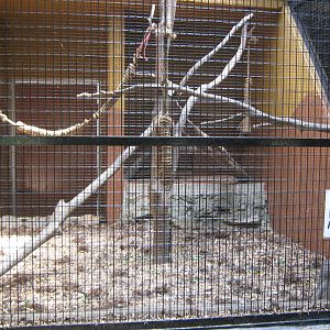 cage for a baby banded leaf monkey
