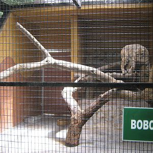 cage for bobcats (Lynx rufus)