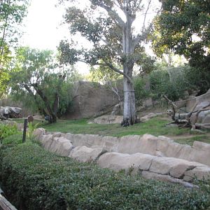 Gorilla Forest - Gorilla Habitat