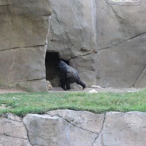 Gorilla Forest - Western Lowland Gorilla