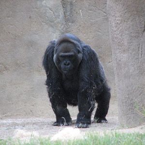 Gorilla Forest - Western Lowland Gorilla