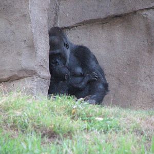 Gorilla Forest - Western Lowland Gorilla (with baby)