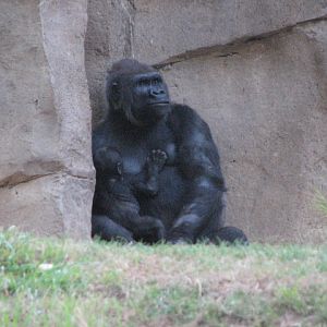 Gorilla Forest - Western Lowland Gorilla (with baby)