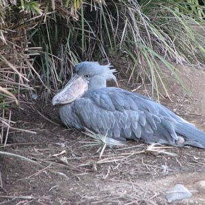 Nairobi Village - Shoebill
