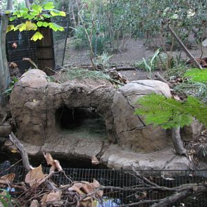 Lowland Paca Exhibit