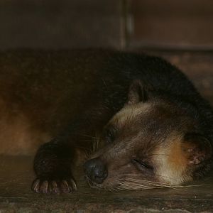 Masked palm civet (Paguma larvata)