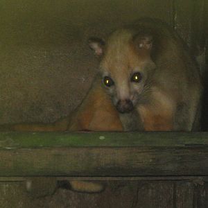 Masked palm civet (Paguma larvata)