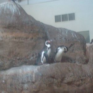 Penguins at Oregon Zoo