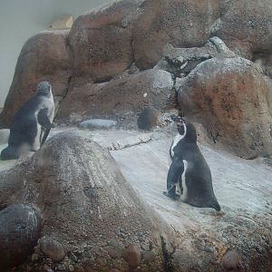 Penguins at Oregon Zoo