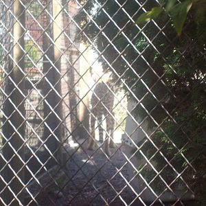 Cheetah at Wildlife Safari