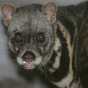 Malayan civet (Viverra tangalunga)